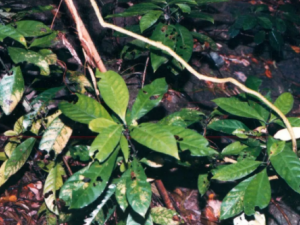 ����ɢ�Ĺ�Ч ����ɢ������Ӵ�