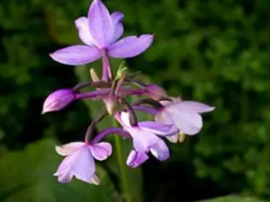 �����εĹ�Ч ���������ڷ��ȿ���