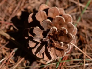 ɳ�ɹ��Ĺ�Ч ɳ�ɹ��������ʹ