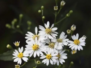 ɽ�׾յĹ�Ч ɽ�׾�������������������