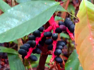 ɽ���ƵĹ�Ч ɽ������������