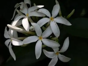 ɽ��Ҷ�Ĺ�Ч ɽ��Ҷ������ˮ��