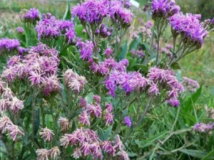 ɳ����ë�յĹ�Ч ɳ����ë�������ȸ�ð