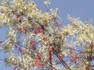 ɳ����Ƥ�Ĺ�Ч ɳ����Ƥ����ֹѪ������