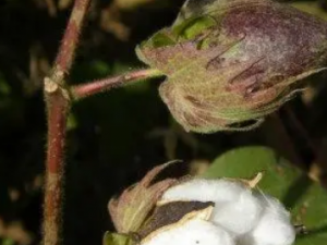 ���޻��ٵĹ�Ч ���޻�������������ʹ