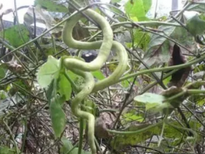 �����ٵĹ�Ч ���������ڷ�ʪ��ľ