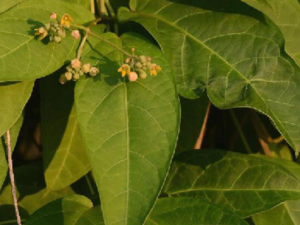 �˹��ٵĹ�Ч �˹�������֭����