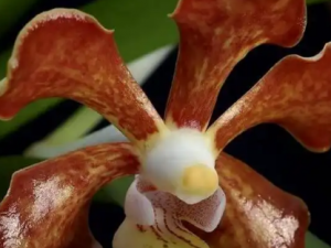 �ٴ�������Ĺ�Ч �ٴ����������ʪ��ʹ