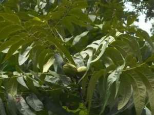 ����ҹ��Ĺ�Ч ����ҹ���θ����ʹ