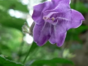 �������Ĺ�Ч �����������¶�����