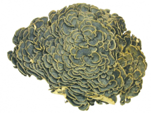 ��֥ɢ�Ĺ�Ч ��֥ɢ���ʺ����ʱа��֢