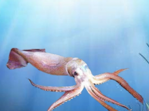 ǹ�����Ĺ�Ч ǹ��������ʪ��ʹ