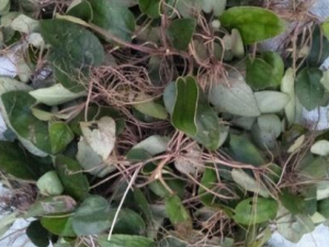 ���ŧ���Ĺ�Ч ���ŧ����Ӹ��