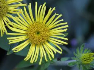 ��Чű���Ĺ�Ч ��Чű����ű��