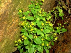 ���������Щ��Ч ����ݿ����ȶ�����