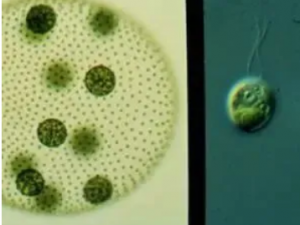 ������Ĺ�Ч ���������ͳ�׳�֢