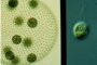 软骨藻的功效 软骨藻主蛲虫蛔虫症