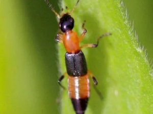 ������Ĺ�Ч �������ɱѢ