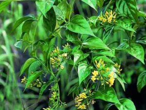 �ع��ǵĹ�Ч �ع����н�����ȹ�Ч