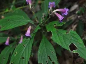 ���ɢ�Ĺ�Ч ���ɢ����������