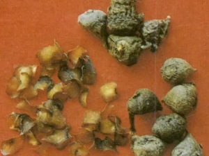 ������Ĺ�Ч ������������