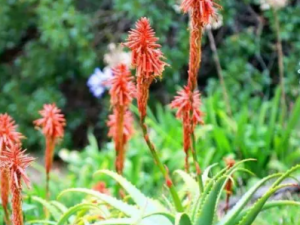 �������Ĺ�Ч ���������֢�����