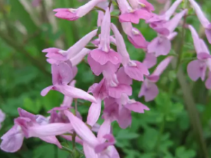 ���������Ĺ�Ч �����������Ȳ�����