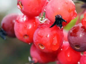 �ﺣ�Ĺ��Ĺ�Ч �ﺣ�Ĺ�������ҧ��