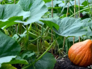 �Ϲ��ٵĹ�Ч �Ϲ����ην�˵���