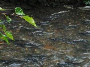 ����ˮ�Ĺ�Ч ����ˮ���з�����