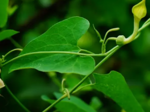 �����嵤�Ĺ�Ч �����嵤�����տ���