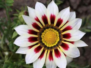 �����������Ԥ�� �������õ�ʳ�Ʒ���