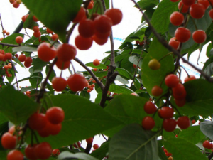 ��Щʳ������Ч���� ��Щʳ���Ǿ������׵�Ч��