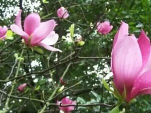 ���һ��Ĺ�Ч ���һ�����������