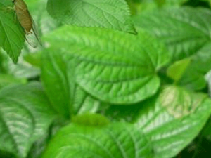 ����Ĺ�Ч ������ʹ������Ĺؽ���ʹ