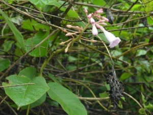 ë���ٵĹ�Ч ë������������֭����