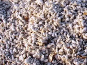 �޻��ӵĹ�Ч �޻�����θ����ʹ