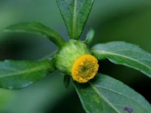 ��Ӹ���Ĺ�Ч ��Ӹ�����෢���ܲ�