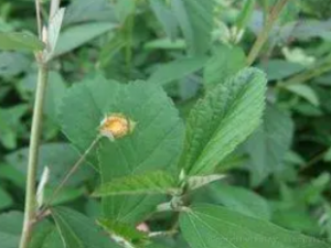 �ζ��߱�ɢ���� �ζ��߱�ɢֹʹ��Ӹ��