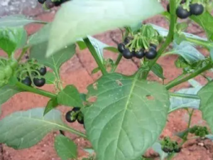 �����Ĺ�Ч �����θ�������Ƥ������