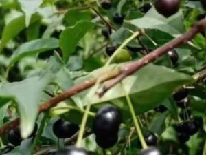 ��÷���Ĺ�Ч ��÷���θ�ð