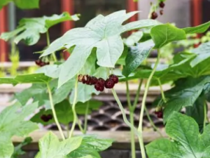 �˽����Ĺ�Ч �˽�����Ӹ��