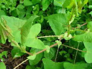 �ܰ��Ĺ�Ч �ܰ����ʪ��к��