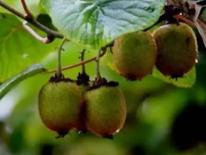 è�˲εĹ�Ч è�˲�����������Ⱦ