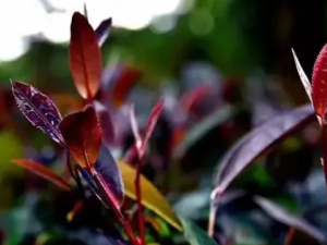 �Ϸ��Ĺ�Ч �Ϸ������з��ȿ���