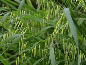 Ұ����Ĺ�Ч Ұ�����Ԥ����Ѫ�ܼ���