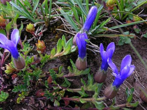 ���ײεĹ�Ч ���ײ���Ƣ�鷦��