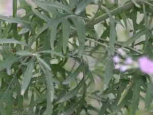 ����ľ�Ĺ�Ч ����ľ�η�ʪ��ʹ