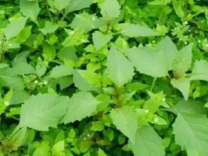 �׻��˵Ĺ�Ч �׻�������������