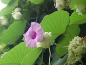 �׺��ٸ��Ĺ�Ч �׺��ٸ�����ʪ��ʹ